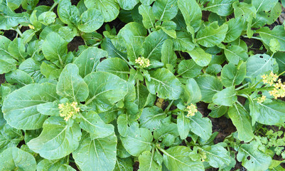 plant in the garden