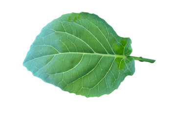 Obraz premium green leaf isolated on white background