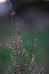 Wet spider web on dry bush branches with blurred background