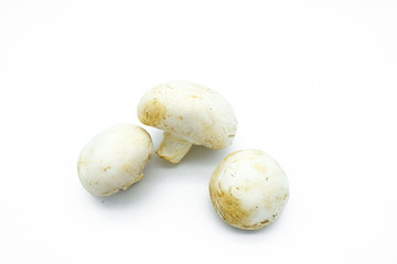 Champignon mushroom isolated on white background