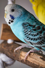 portrait of a blue budgerigar sitting on a wood