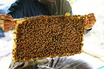 Apiary, beehive farm and beekeeping 