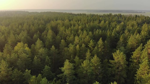 Aerial: flying over an endless coniferous forest on a picturesque summer evening. A mesmerizing shot from above the vast spruce thickets at dawn. Breathtaking views of countless tree canopies