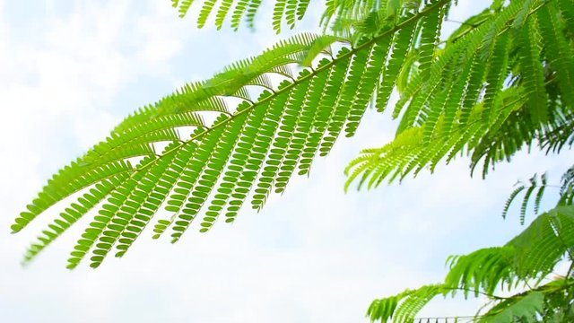 Green Ghaf Tree (prosopis cineraria) leaves blowing in the wind in the sunshine in the United Arab Emirates (UAE).