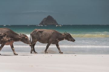 Cows at the beach of Lombok