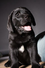 happy puppy labrador, black dog with tie