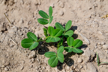 Peanut field peanut seedlings,Peanut tree.