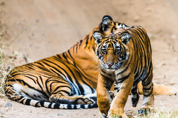 Fototapeta na wymiar Tigress Noor with cub