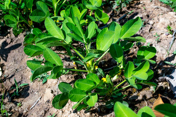 Peanut field peanut seedlings,Peanut tree.