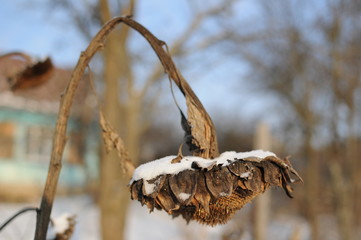 Dried sunflowers in winter
