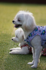 Fun puppies in a private playground	