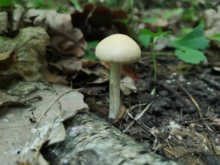 mushroom in the wild forest