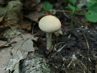 mushroom in the wild forest