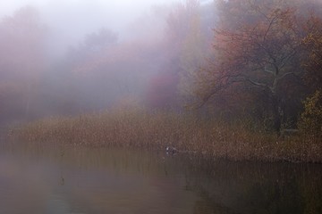 長野県・女神湖の朝霧 3