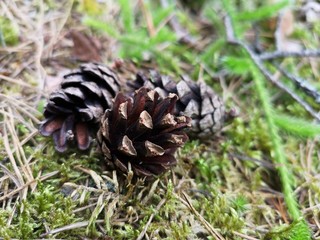 pine cones on green grass