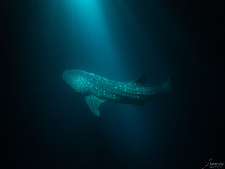 Whaleshark at night