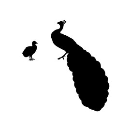 Silhouette of peacock and peacock chick