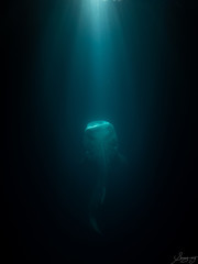 Whaleshark