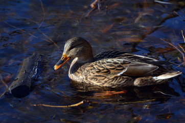 Wild ducks live on a lake in a residential area of Kiev