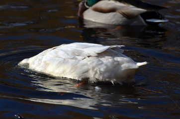 Wild ducks live on a lake in a residential area of Kiev