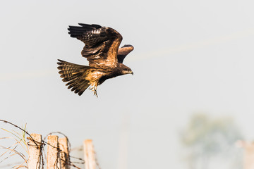 Black Kite taking a flight