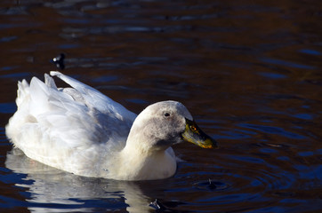 Wild ducks live on a lake in a residential area of Kiev