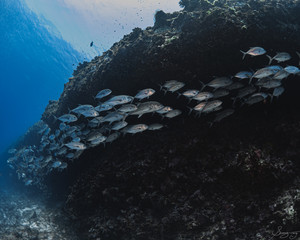 School of fishes