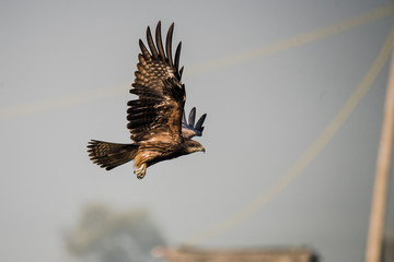 Black Kite taking a flight