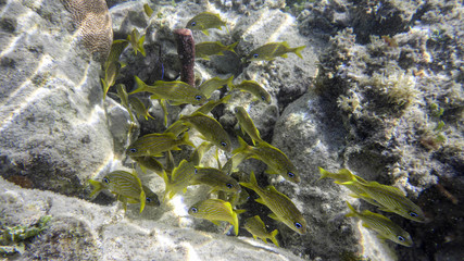 yellow school of fish in the caribbean sea