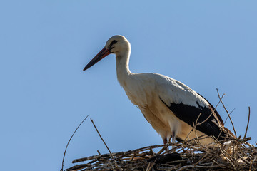 White stork, Ciconia ciconia, family Ciconiidae. Animalia, Chordata, Aves, Ciconiiformes