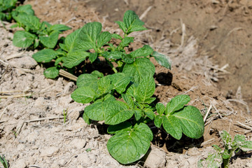 Planting potatoes in Thailand, Potato seedlings, Potato fields,Green leaf potato leaves.