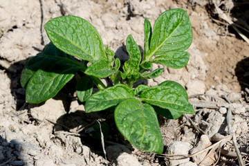 Planting potatoes in Thailand, Potato seedlings, Potato fields,Green leaf potato leaves.