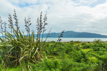 Fototapeta na wymiar ニュージーランド　パラパラウム・ビーチから見えるカピティ島 