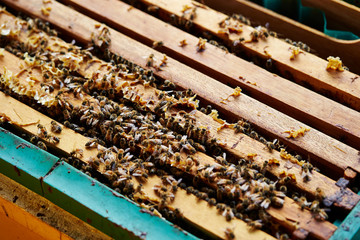 Apiary, beehive farm and beekeeping 