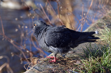 Pigeons at the city. Kiev