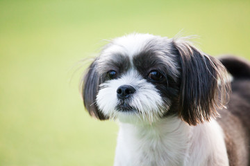 Happy puppies in a private playground