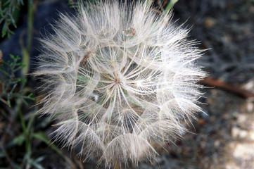 dandelion on green background