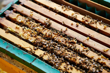 Apiary, beehive farm and beekeeping 