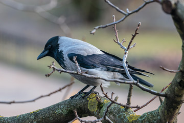 A hooded crow sitting on a branch od a tree