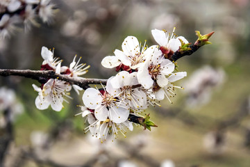 Natural Backgrounds With Blossom Delicate Apricot Flowers. Early Spring. Apricot's Blooming branch in the garden. Close-up. Copy space.