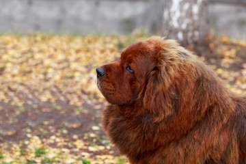 Fototapeta premium Dog breed Tibetan mastiff