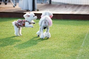 Cute puppies running around happily