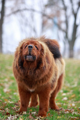 Obraz na płótnie Canvas Dog breed Tibetan mastiff