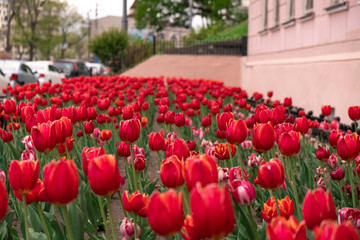 Vladivostok, Russia - May 07, 2019: Flowering tulips on the streets of Vladivostok.