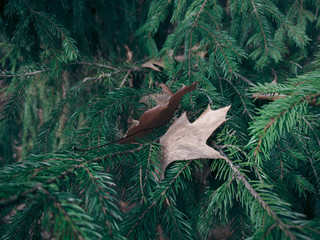 Spruce in the forest