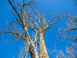 Old, dried poplar tree against perfect blue sky at winter time.