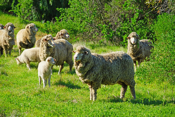 View of sheep and lamb grazing outdoors in Western Australia