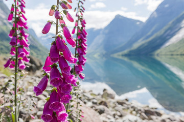 Roter Fingerhut am Ufer des Jolstravatnet, Sommer in Norwegen