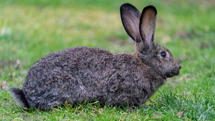 rabbit sitting in the fresh green grass