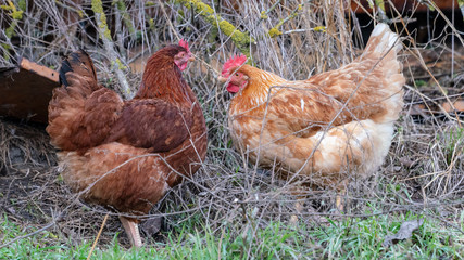 two brown chicken in the grass